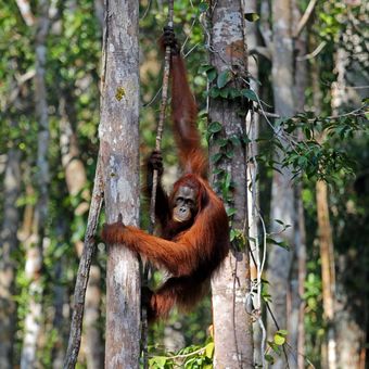 Indonesien Orang Utan