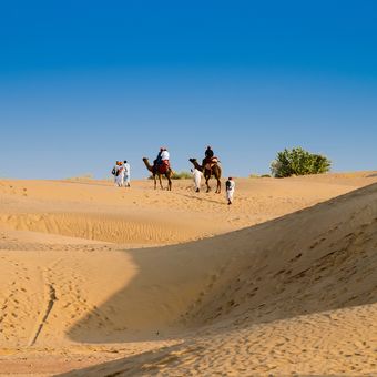 Indien_Thar Wüste_kamele