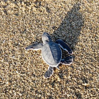 Indonesien_Sukamade_Schildkröte_Ingo