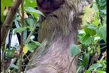 Juergen Hermann Hieser