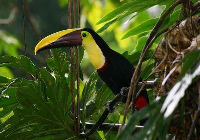 costa rica tucan