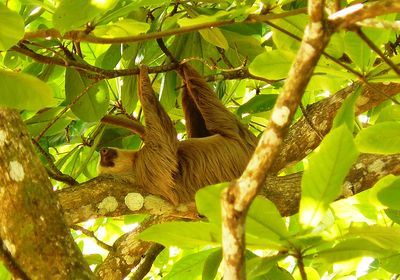 costa rica karibik faultier