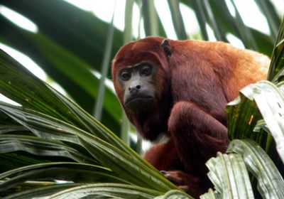 ecuador sacha lodge red howler monky