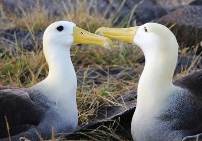 ecuador galapagos albatrosse