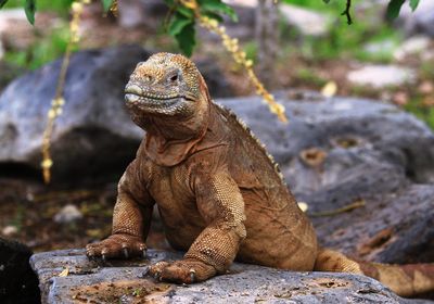 ecuador galapagos iguana gelb profilbild 2