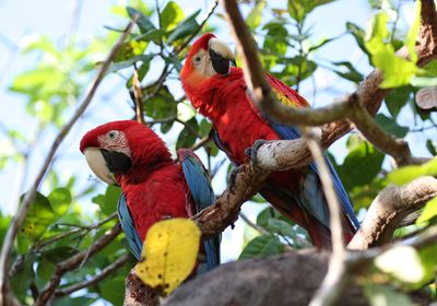 brasilien amazonas papageien 60nrSuj