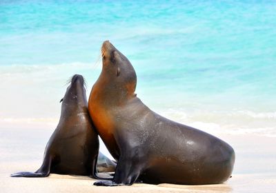 galapagos isabela seeloewe mit jungem
