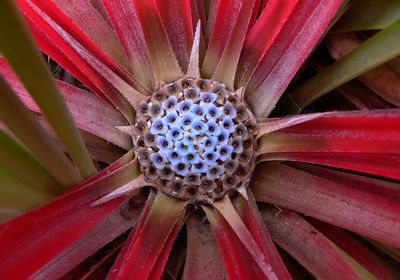 Chile Seengebiet Blume