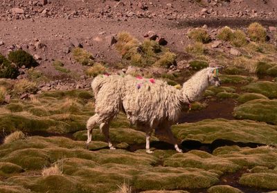 Chile Alpaka