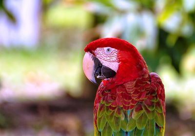 Brasilien Amazonas Papagei