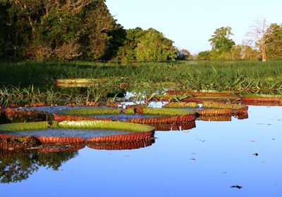 Brasilien Amazonas Fluss