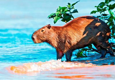 Brasilien pantanal capybara