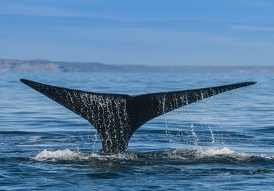Argentinien Valdes Orca