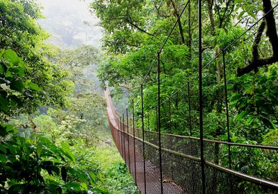 Panama Boquete Hanging Bridges (3)