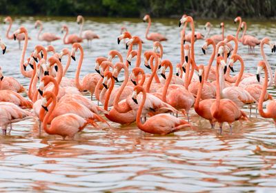 Mexiko Celestun Flamingos