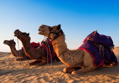 Indien Rajasthan Kamele Safari Reiten Wueste Tier suess