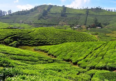 Indien Thekkady Gewuerzplantage Genuss Reise