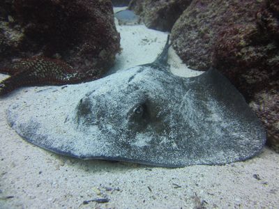 Ecuador galapagos rochen