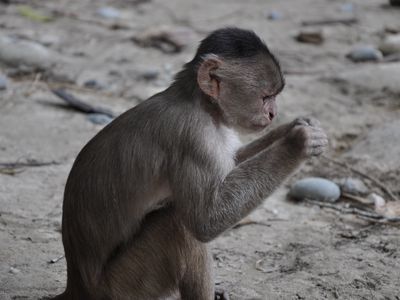 ecuador amazonas kapuzineraffe-Latventure