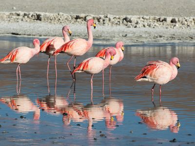 Flaminngos während der Tour durch die Salar de Uyuni