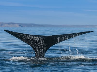 Argentinien Valdes Orca iStock 1026559070