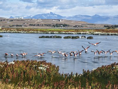 Argentinien Calafate Laguna Nimez Flamingo iStock 956234256
