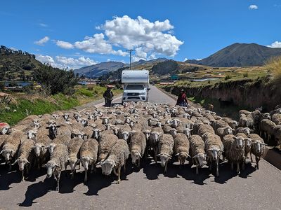 Chile-Camper-Schafe