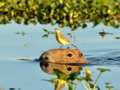 Argentinien-Ibera-Capybara