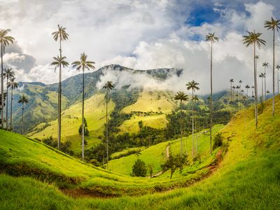 Kolumbien_Cocora Valley_palm tree_AdobeStock_477054614