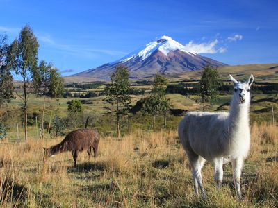 Ecuador- Cotopaxi Lamas- eigenes Bild