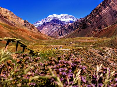Argentinien- mendoza- Aconcagua- blumen- latinconnect