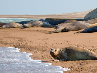 Argentinien - Peninsula Valdes - Seerobbe - Latinconnect