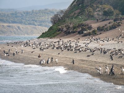 Argentinien- Ushuaia- Isla Martillo- Pinguinos- Adope