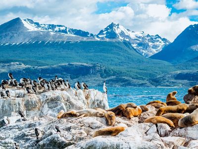 Argentinien- Ushuaia- Tiere- Adope