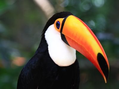 Argentinien- Iguazu- Tucan- eigenes Bild