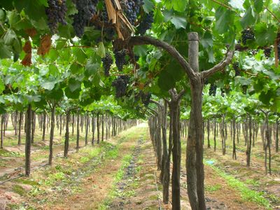 Argentinien_ Mendoza- weingut- eigenes Bild