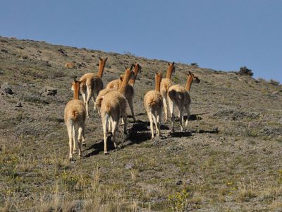 Ecuador-Chimborazo-Vicunja-Papaya intern
