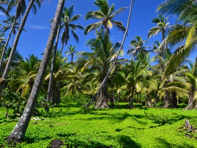 Kolumbien-Tayrona Nationalpark-Palmen-Neptuno