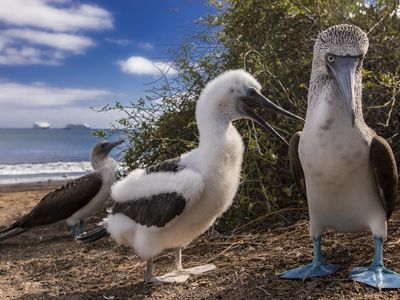 Ecuador-Galapagos-Blaufußtölpel-Latinconnect