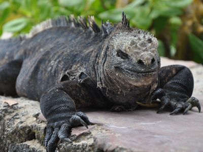 Ecuador-Galapagos-Leguan-Latinconnect
