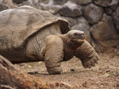 Ecuador-Galapagos-Riesenschildkröte-Latinconnect