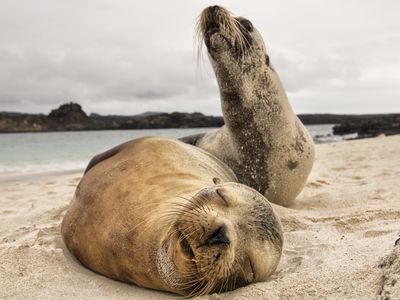 Ecuador-Galapagos-Seelöwen-Latinconnect