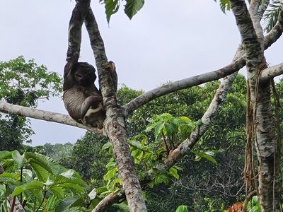 Ecuador-Sacha Lodge-Faultier-Latventure (Kai Single)