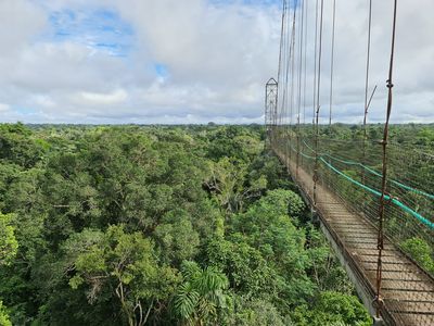 Ecuador-Sacha Lodge-Canopy Tour-Latventure (Kai Single)