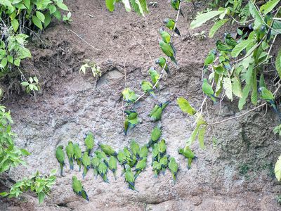 Ecuador-Sacha-Papagaien Leckstelle- iStock-1361330344