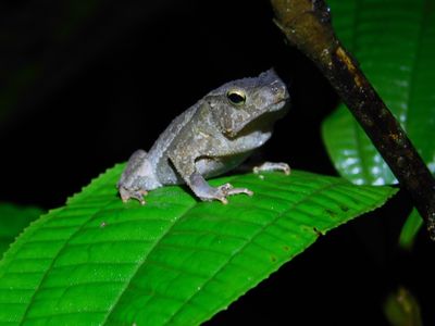 Kolumbien-Amazonas-Frosch-Latinconnect