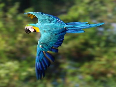 Kolumbien-Amazonas-Papagei-Latinconnect