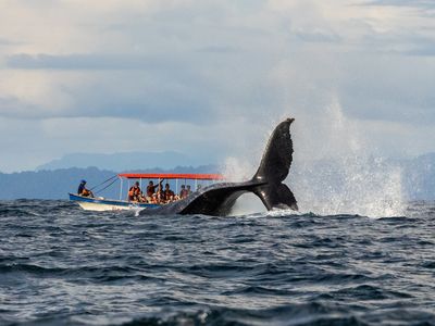 Kolumbien-Pazifik-Nuqui-Wale-Neptuno