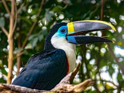 Ecuador-Amazonas-Tiere-Weiss-thoated Tukan-iStock-1128097831