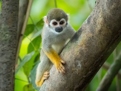 Ecuador-Amazonas-Totenkopfaffe auf Baum-iStock-816197882